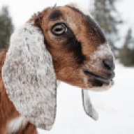 ThatGoat