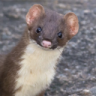 Weasel3124
